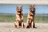 BERGER ALLEMAND 684